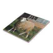 農場の若い白い羊 タイル (側面)