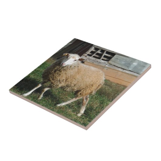 農場の若い白い羊 タイル (側面)
