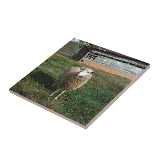 農場の若い白い羊 タイル (側面)