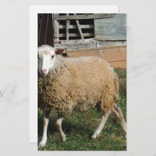 農場の若い白い羊 便箋 (正面/裏面)