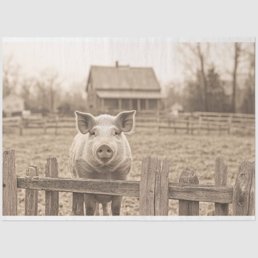 農場の豚ヴィンテージスタイルの分離 薄葉紙 (正面)