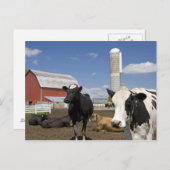 農場の赤い納屋とサイロの前の牛 ポストカード (正面/裏面)