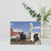 農場の赤い納屋とサイロの前の牛 ポストカード (スタンド正面)