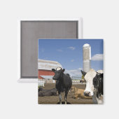 農場の赤い納屋とサイロの前の牛 マグネット (正面/裏面)