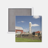 農場の赤い納屋とサイロの前の牛 マグネット (正面/裏面)