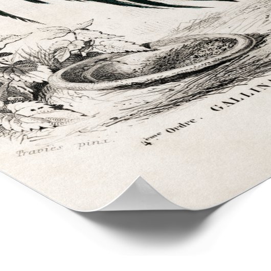 農場の鶏 ポスター (角)