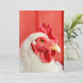 農場の鶏 招待状 (スタンド正面)