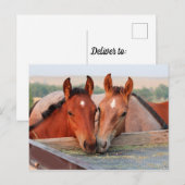 農場の2頭の馬 ポストカード (正面/裏面)