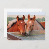 農場はがきに描かれた二頭の馬 ポストカード (正面/裏面)