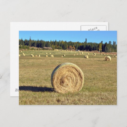 農場はがき上の干し草の俵 ポストカード (正面/裏面)