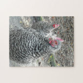 農場構内のプリマスロックの鶏 ジグソーパズル (横)