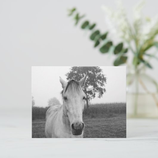 農場白黒の動物の写真馬 ポストカード (スタンド正面)