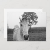 農場白黒の動物の写真馬 ポストカード (正面/裏面)