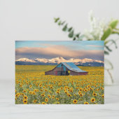 農場 |ひまわり畑サンキューカード サンキューカード (スタンド正面)