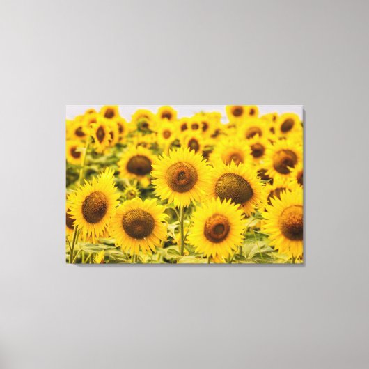 農場 |ひまわり畑 キャンバスプリント (正面)