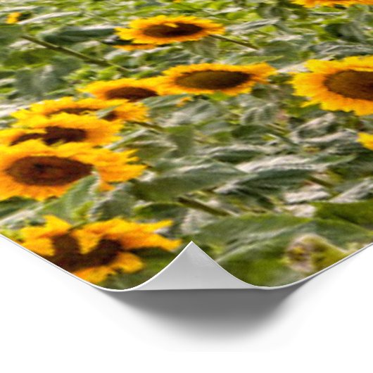 農場 |ひまわり畑 ポスター (角)