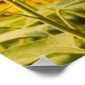 農場 |ひまわり畑 ポスター (角)