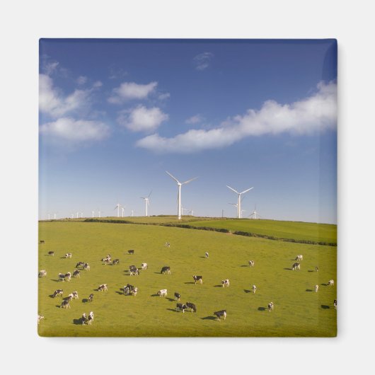 農場 |ウィンドミルファーム近くの牛 マグネット (正面)