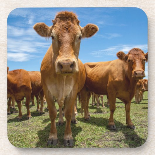 農場 |ブラウンカウグループ コースター (正面)