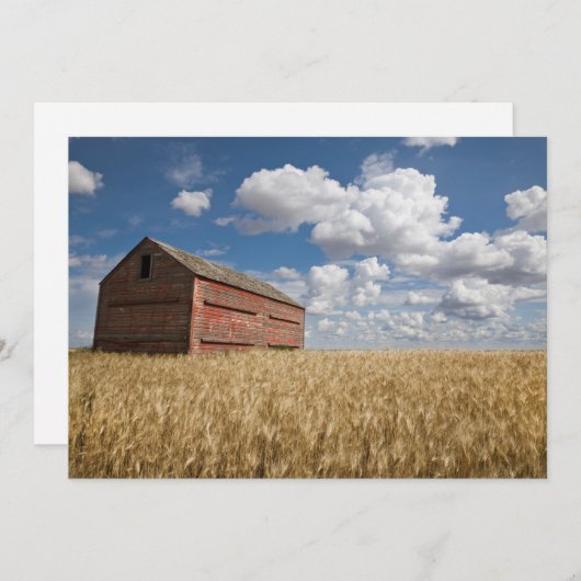 農場 |小麦フィールドの古い赤い納屋 サンキューカード (正面/裏面)