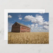 農場 |小麦フィールドの古い赤い納屋 ポストカード (正面/裏面)