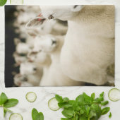 農場 |羊の群れ キッチンタオル (折り畳み)