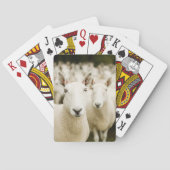 農場 |羊の群れ トランプ (裏面)