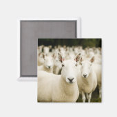 農場 |羊の群れ マグネット (正面/裏面)