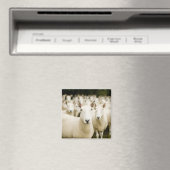 農場 |羊の群れ マグネット (インサイチュ (食洗機))