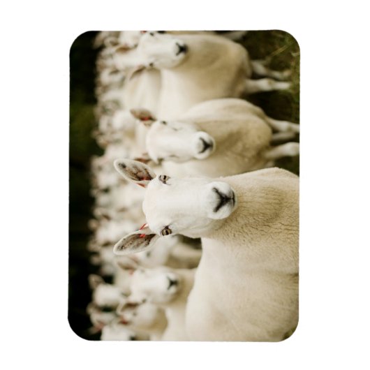 農場 |羊の群れ マグネット (縦)
