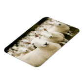 農場 |羊の群れ マグネット (左側)