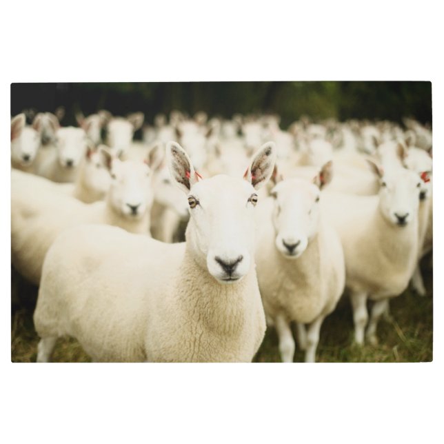 農場 |羊の群れ メタルプリント (正面)