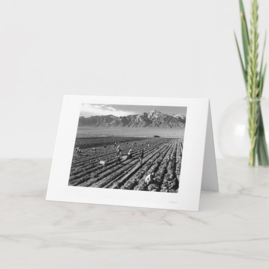 農場、農業労働者、Mt.ウィリアムソン1943年 カード (正面)