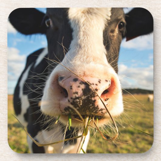 農場 | Holstein Cow Chewing コースター (正面)