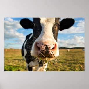 農場   Holstein Cow Chewing ポスター