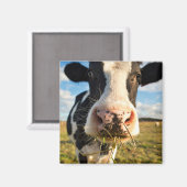 農場 | Holstein Cow Chewing マグネット (正面/裏面)