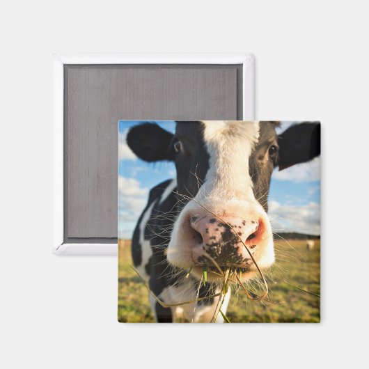 農場 | Holstein Cow Chewing マグネット (正面/裏面)