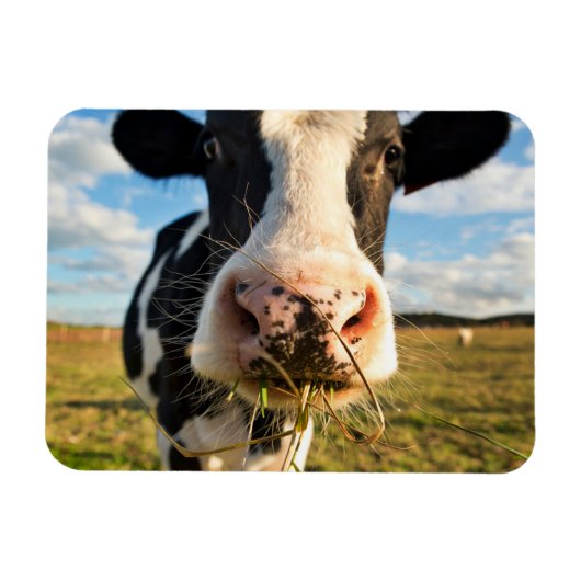 農場 | Holstein Cow Chewing マグネット (横)