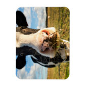 農場 | Holstein Cow Chewing マグネット (縦)