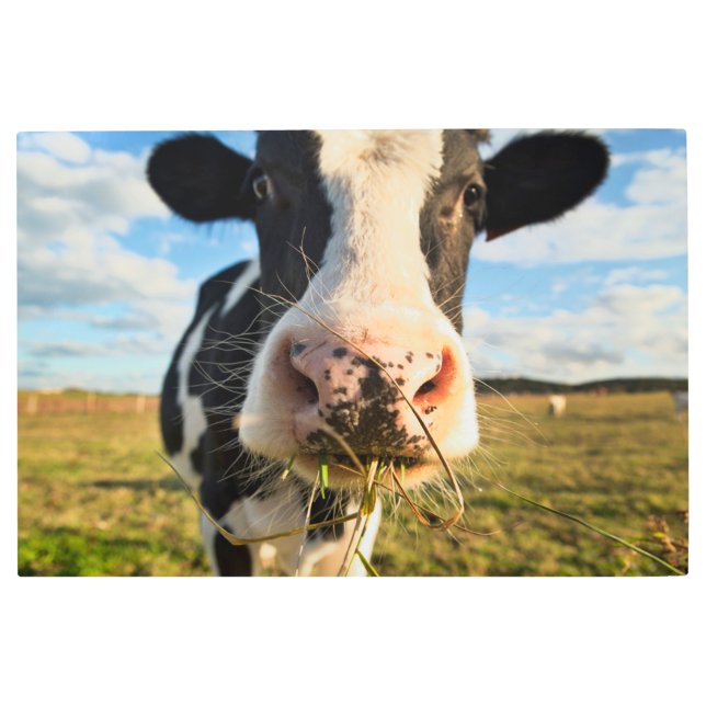 農場 | Holstein Cow Chewing メタルプリント (正面)