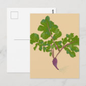 農家のラディッシュカブ植物ガーデニング ポストカード (正面/裏面)