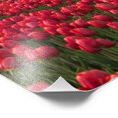 農家はチューリップと風車を調べている フォトプリント            (角)