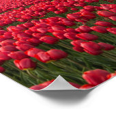 農家はチューリップと風車を調べている ポスター (角)