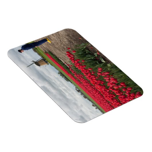 農家はチューリップと風車を調べている マグネット (右側)