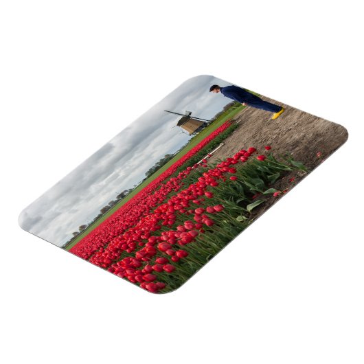 農家はチューリップと風車を調べている マグネット (左側)