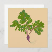 農家大根カブ植物園芸 (正面/裏面)