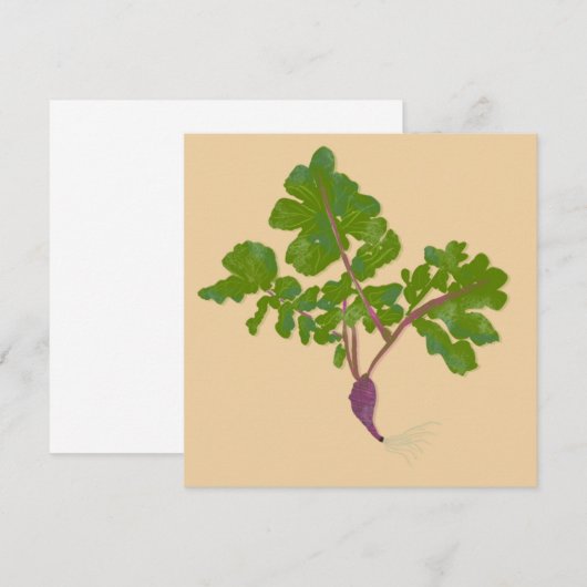 農家大根カブ植物園芸 (正面/裏面)