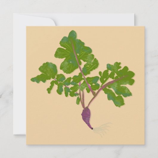 農家大根カブ植物園芸 (正面)