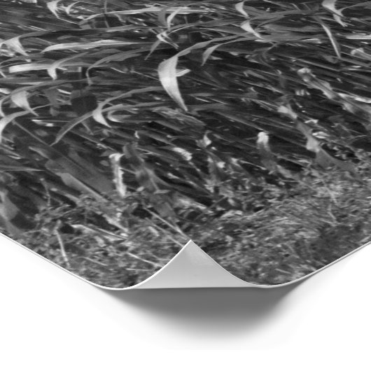 農村部の黒と白のトウモロコシの茎16x20 ポスター (角)