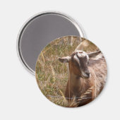 農業ヤギ マグネット (正面/裏面)